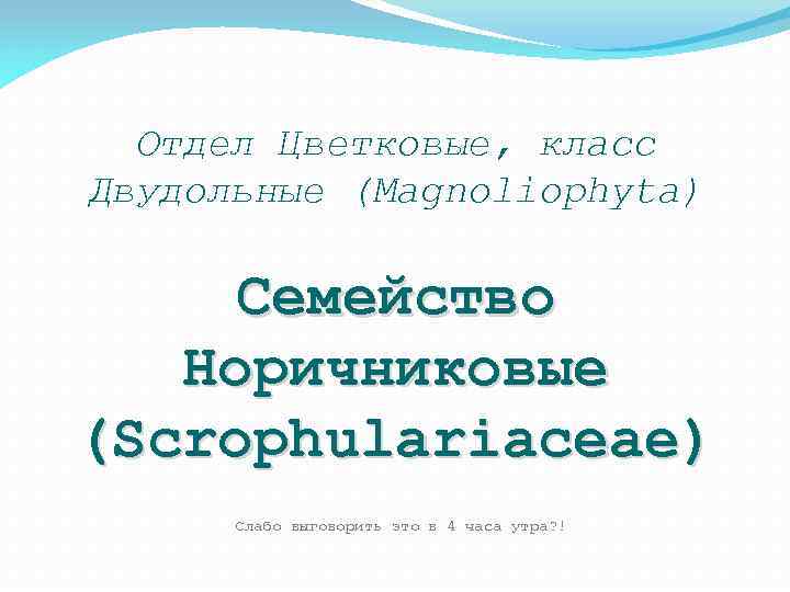 Отдел Цветковые, класс Двудольные (Magnoliophyta) Семейство Норичниковые (Scrophulariaceae) Слабо выговорить это в 4 часа