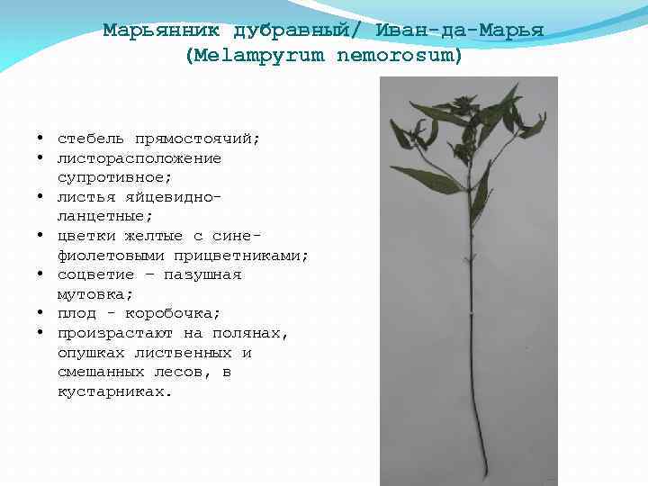 Марьянник дубравный/ Иван-да-Марья (Melampyrum nemorosum) • стебель прямостоячий; • листорасположение супротивное; • листья яйцевидноланцетные;