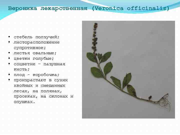 Вероника лекарственная (Veronica officinalis) • стебель ползучий; • листорасположение супротивное; • листья овальные; •