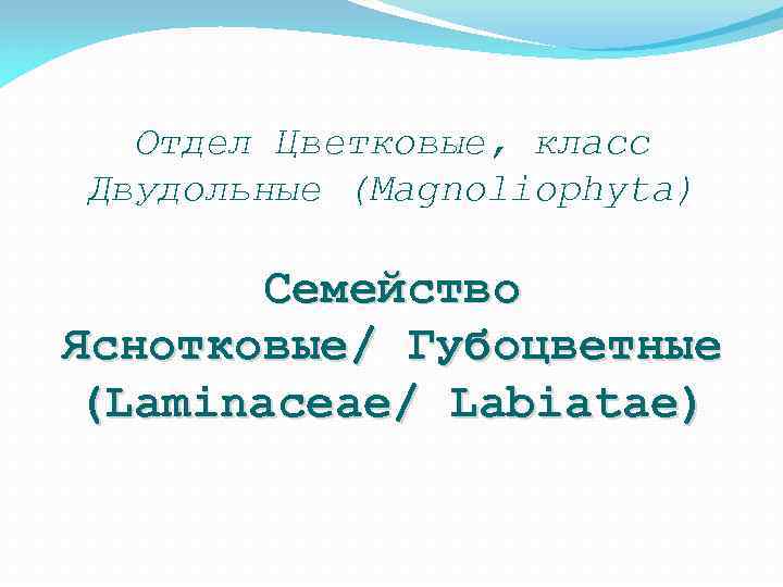 Отдел Цветковые, класс Двудольные (Magnoliophyta) Семейство Яснотковые/ Губоцветные (Laminaceae/ Labiatae) 