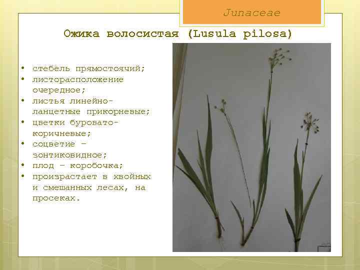 Junaceae Ожика волосистая (Lusula pilosa) • стебель прямостоячий; • листорасположение очередное; • листья линейноланцетные