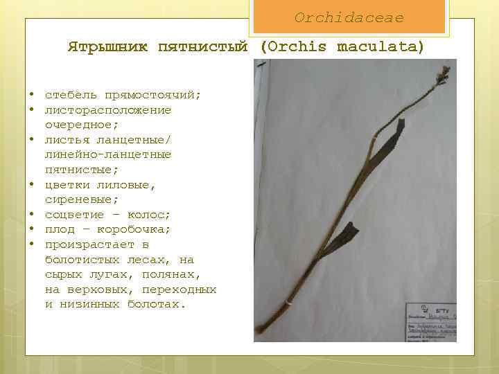 Orchidaceae Ятрышник пятнистый (Orchis maculata) • стебель прямостоячий; • листорасположение очередное; • листья ланцетные/