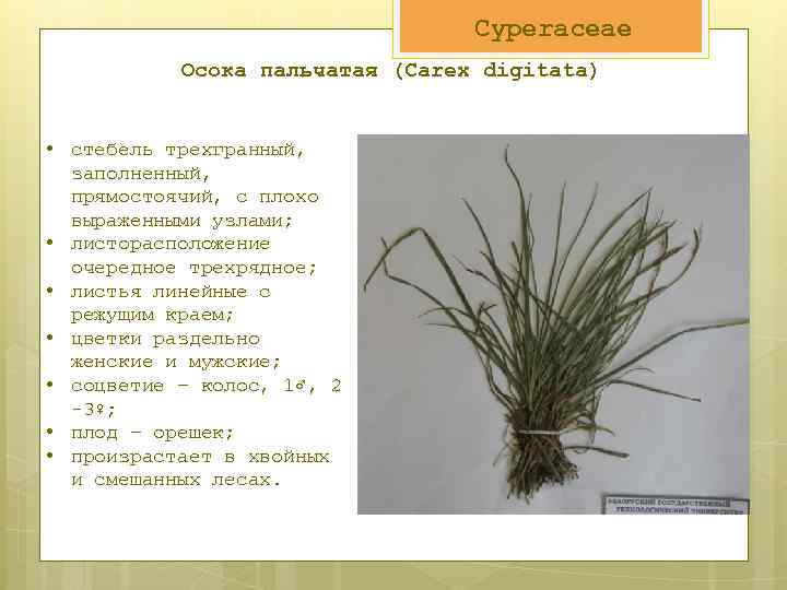 Cyperaceae Осока пальчатая (Carex digitata) • стебель трехгранный, заполненный, прямостоячий, с плохо выраженными узлами;