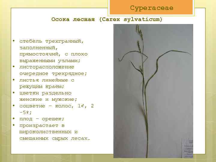 Cyperaceae Осока лесная (Carex sylvaticum) • стебель трехгранный, заполненный, прямостоячий, с плохо выраженными узлами;