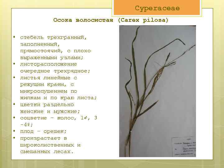 Cyperaceae Осока волосистая (Carex pilosa) • стебель трехгранный, заполненный, прямостоячий, с плохо выраженными узлами;