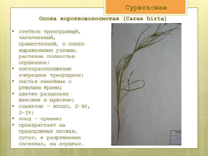 Cyperaceae Осока коротковолосистая (Carex hirta) • стебель трехгранный, заполненный, прямостоячий, с плохо выраженными узлами,