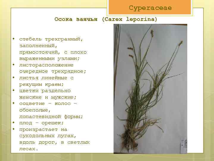 Cyperaceae Осока заячья (Carex leporina) • стебель трехгранный, заполненный, прямостоячий, с плохо выраженными узлами;