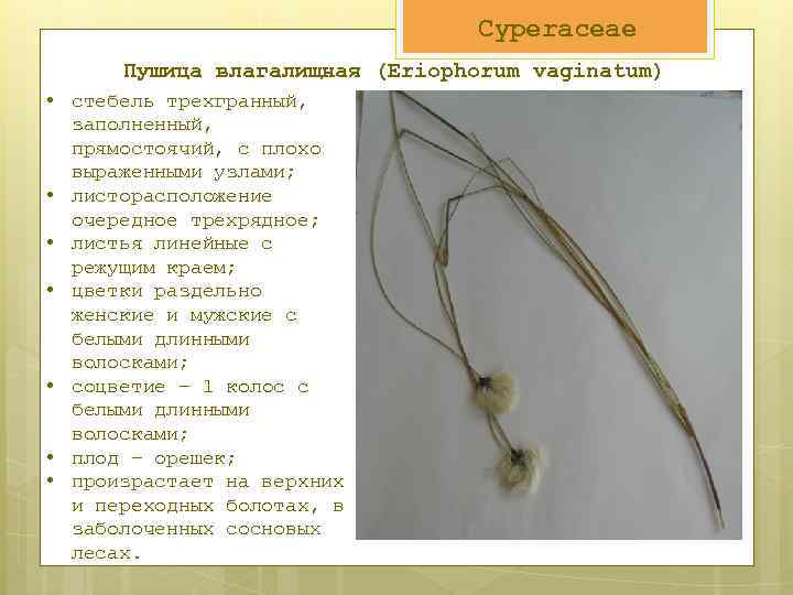 Cyperaceae Пушица влагалищная (Eriophorum vaginatum) • стебель трехгранный, заполненный, прямостоячий, с плохо выраженными узлами;