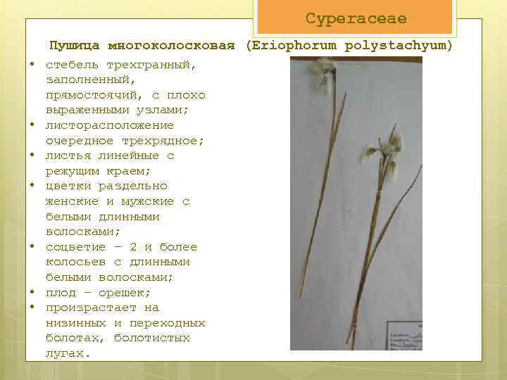 Cyperaceae Пушица многоколосковая (Eriophorum polystachyum) • стебель трехгранный, заполненный, прямостоячий, с плохо выраженными узлами;