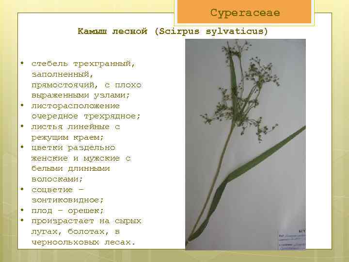 Cyperaceae Камыш лесной (Scirpus sylvaticus) • стебель трехгранный, заполненный, прямостоячий, с плохо выраженными узлами;