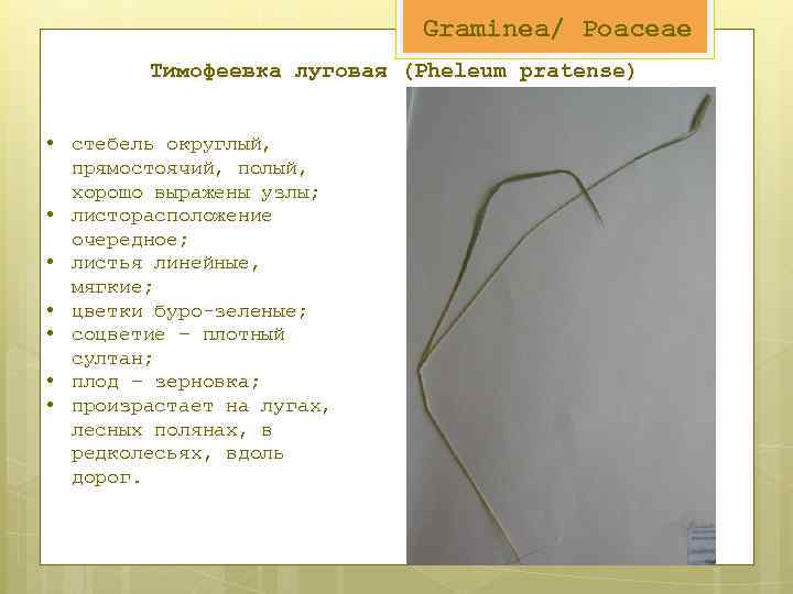 Graminea/ Poaceae Тимофеевка луговая (Pheleum pratense) • стебель округлый, прямостоячий, полый, хорошо выражены узлы;