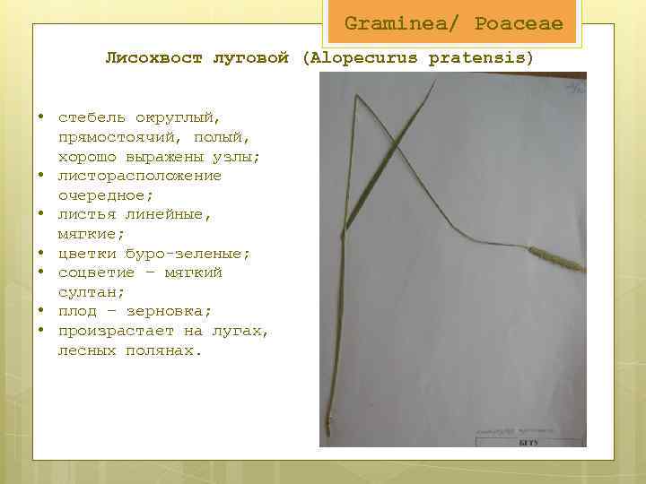 Graminea/ Poaceae Лисохвост луговой (Alopecurus pratensis) • стебель округлый, прямостоячий, полый, хорошо выражены узлы;