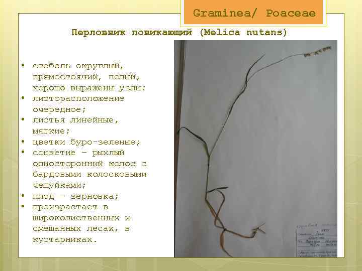 Graminea/ Poaceae Перловник поникающий (Melica nutans) • стебель округлый, прямостоячий, полый, хорошо выражены узлы;