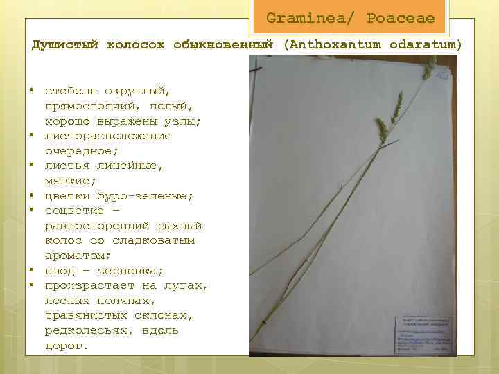 Graminea/ Poaceae Душистый колосок обыкновенный (Anthoxantum odaratum) • стебель округлый, прямостоячий, полый, хорошо выражены