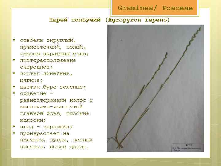 Graminea/ Poaceae Пырей ползучий (Agropyron repens) • стебель округлый, прямостоячий, полый, хорошо выражены узлы;