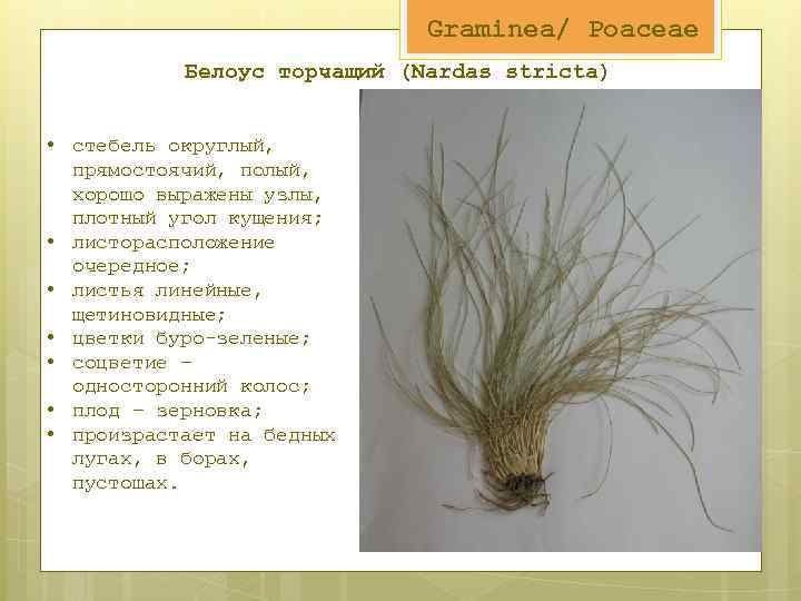 Graminea/ Poaceae Белоус торчащий (Nardas stricta) • стебель округлый, прямостоячий, полый, хорошо выражены узлы,