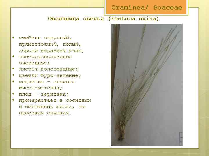 Graminea/ Poaceae Овсянница овечья (Festuca ovina) • стебель округлый, прямостоячий, полый, хорошо выражены узлы;