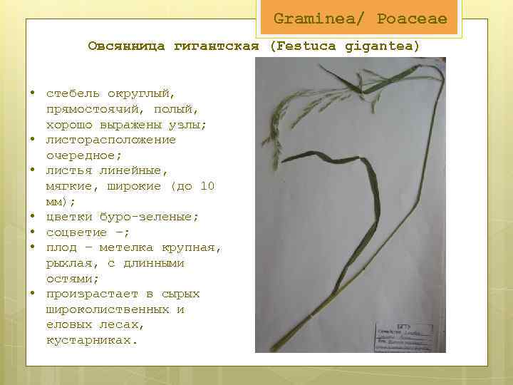 Graminea/ Poaceae Овсянница гигантская (Festuca gigantea) • стебель округлый, прямостоячий, полый, хорошо выражены узлы;