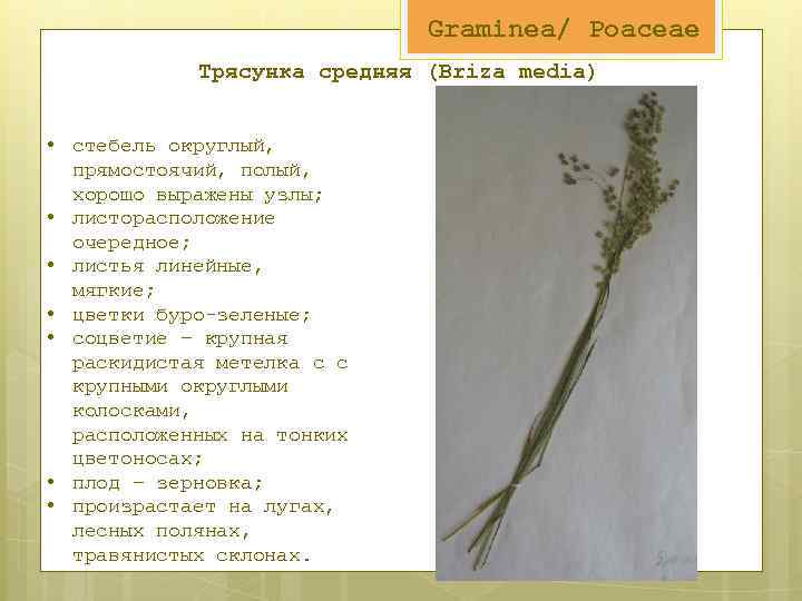 Graminea/ Poaceae Трясунка средняя (Briza media) • стебель округлый, прямостоячий, полый, хорошо выражены узлы;