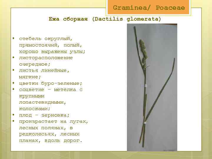 Graminea/ Poaceae Ежа сборная (Dactilis glomerata) • стебель округлый, прямостоячий, полый, хорошо выражены узлы;