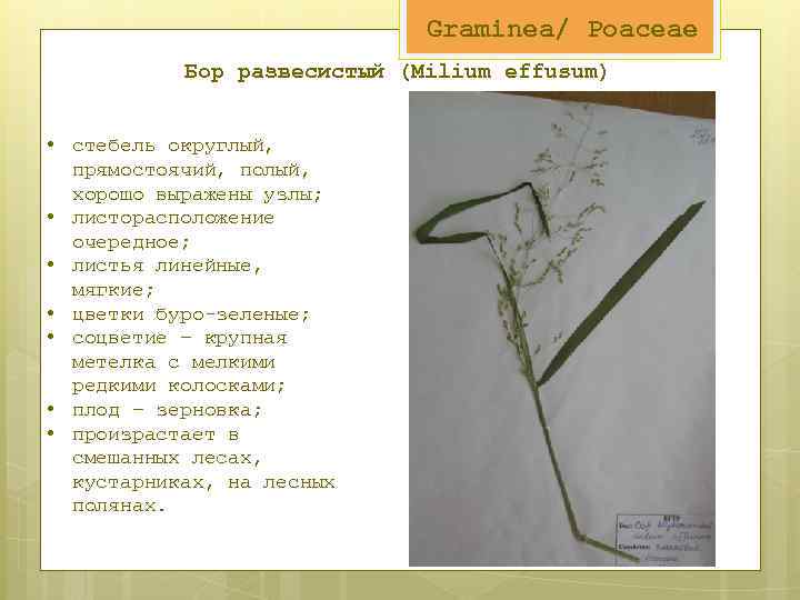 Graminea/ Poaceae Бор развесистый (Milium effusum) • стебель округлый, прямостоячий, полый, хорошо выражены узлы;