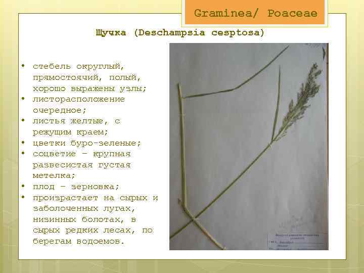 Graminea/ Poaceae Щучка (Deschampsia cesptosa) • стебель округлый, прямостоячий, полый, хорошо выражены узлы; •