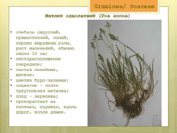 Graminea/ Poaceae Мятлик однолетний (Poa annua) • стебель округлый, прямостоячий, полый, хорошо выражены узлы,