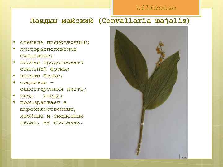 Liliaceae Ландыш майский (Convallaria majalis) • стебель прямостоячий; • листорасположение очередное; • листья продолговатоовальной