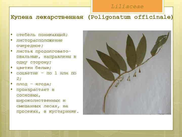 Liliaceae Купена лекарственная (Poligonatum officinale) • стебель поникающий; • листорасположение очередное; • листья продолговатоовальные,