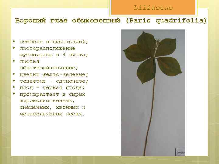 Liliaceae Вороний глаз обыковенный (Paris quadrifolia) • стебель прямостоячий; • листорасположение мутовчатое в 4