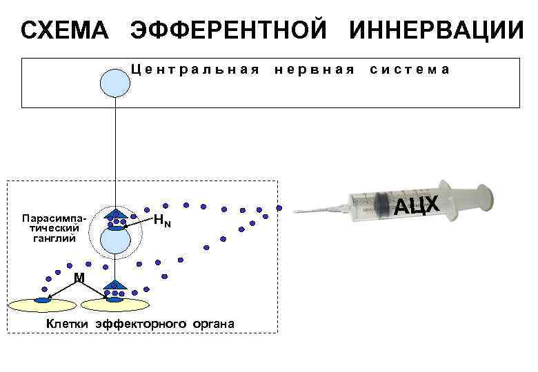 Схема эфферентной иннервации