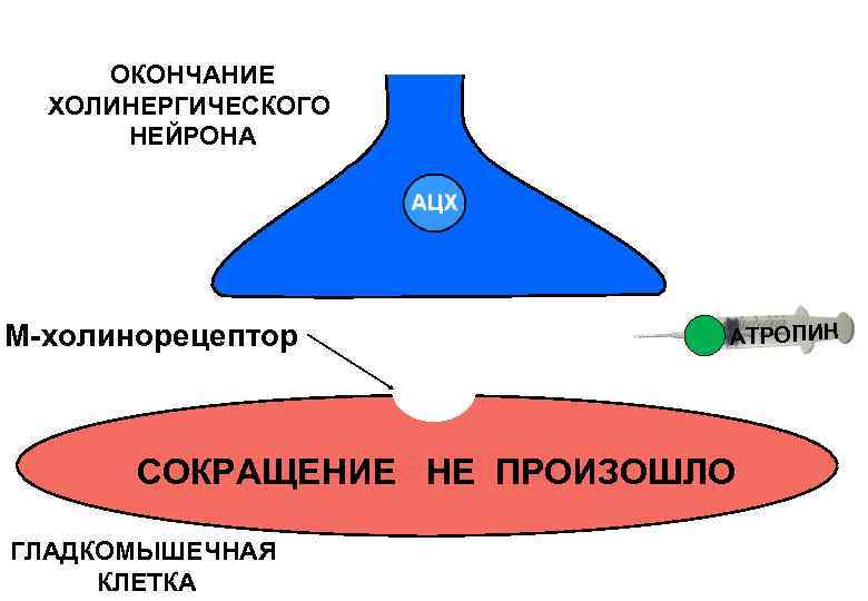 На рисунке изображена схема холинергического синапса объясните роль ионов кальция