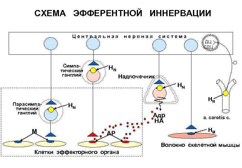 Эфферентная терапия