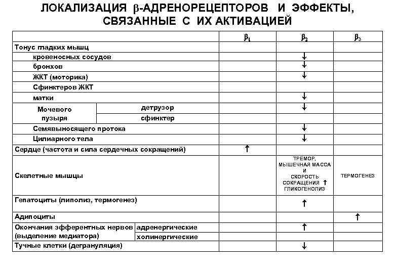 ЛОКАЛИЗАЦИЯ β-АДРЕНОРЕЦЕПТОРОВ И ЭФФЕКТЫ, СВЯЗАННЫЕ С ИХ АКТИВАЦИЕЙ Тонус гладких мышц кровеносных сосудов бронхов