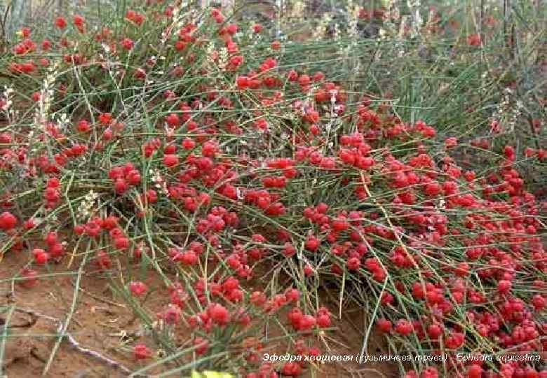 Эфедра хвощевая (кузьмичева трава) - Ephedra equisetina 