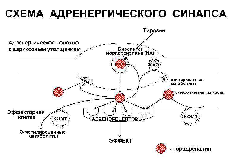 Норадреналин синапс