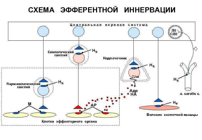 Схемы по фармакологии