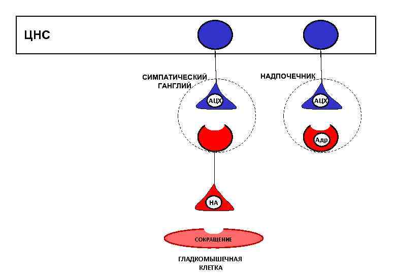 ЦНС Ц НАДПОЧЕЧНИК СИМПАТИЧЕСКИЙ ГАНГЛИЙ АЦХ Адр НА СОКРАЩЕНИЕ ГЛАДКОМЫШЕЧНАЯ КЛЕТКА 