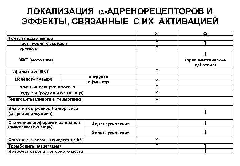 ЛОКАЛИЗАЦИЯ -АДРЕНОРЕЦЕПТОРОВ И ЭФФЕКТЫ, СВЯЗАННЫЕ С ИХ АКТИВАЦИЕЙ 1 Тонус гладких мышц кровеносных сосудов