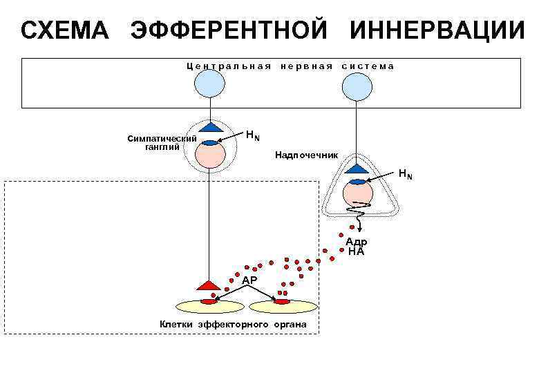 Схема эфферентной иннервации