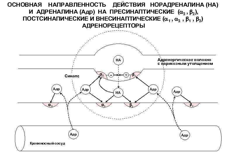 ОСНОВНАЯ НАПРАВЛЕННОСТЬ ДЕЙСТВИЯ НОРАДРЕНАЛИНА (НА) И АДРЕНАЛИНА (Адр) НА ПРЕСИНАПТИЧЕСКИЕ ( , ), ПОСТСИНАПИЧЕСКИЕ