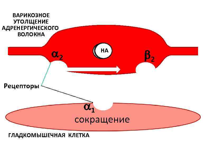 ВАРИКОЗНОЕ УТОЛЩЕНИЕ АДРЕНЕРГИЧЕСКОГО ВОЛОКНА 2 НА НА НА Рецепторы 1 сокращение ГЛАДКОМЫШЕЧНАЯ КЛЕТКА 2