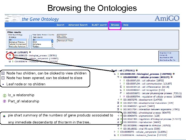 Browsing the Ontologies Node has children, can be clicked to view children Node has