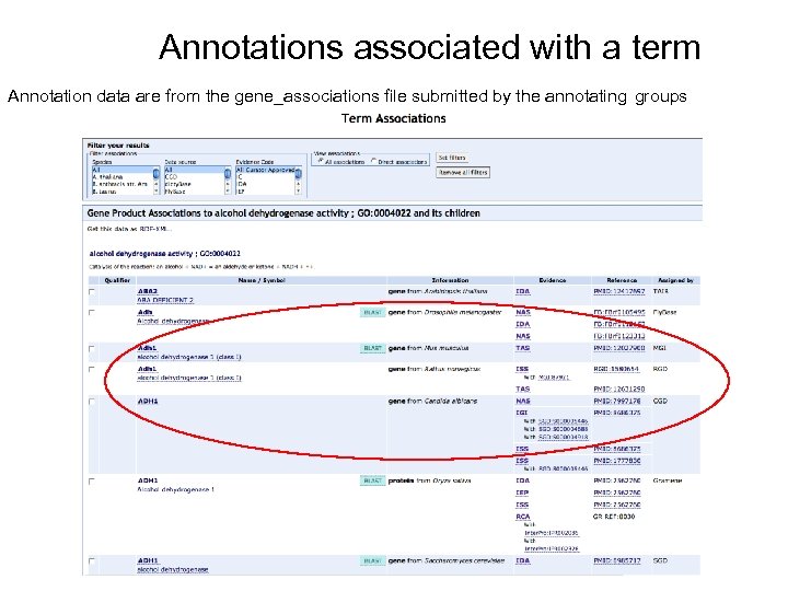 Annotations associated with a term Annotation data are from the gene_associations file submitted by