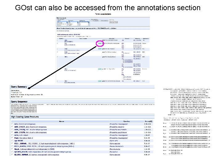 GOst can also be accessed from the annotations section 