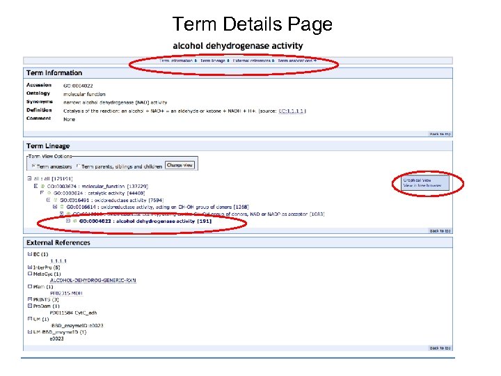 Term Details Page 