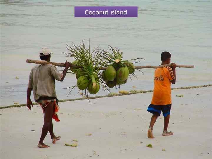 Coconut island 