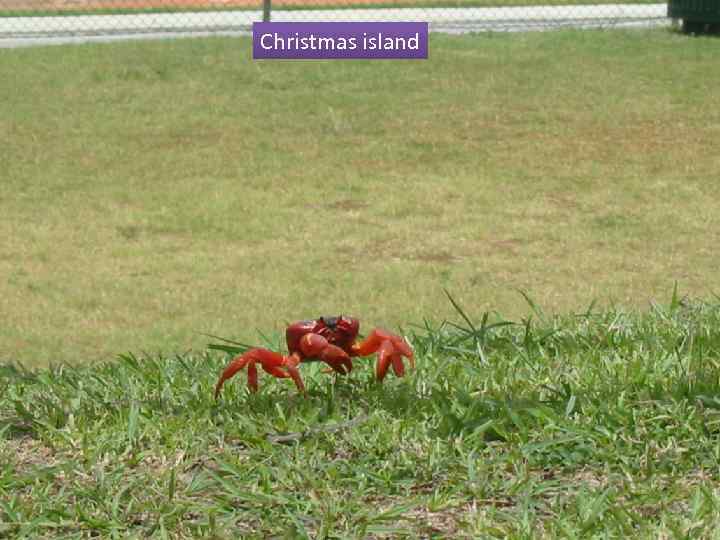 Christmas island 