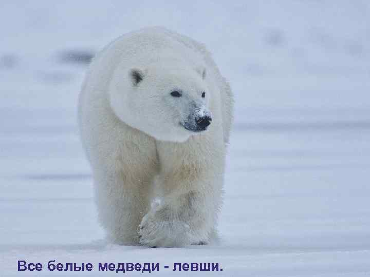 Все белые медведи - левши. 