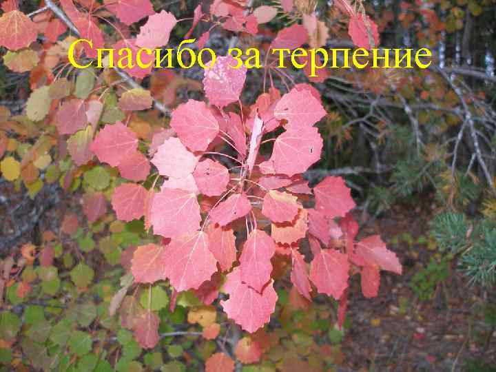 Спасибо за терпение 